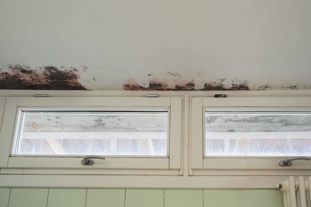 can a roof leak lead to mould growth 1