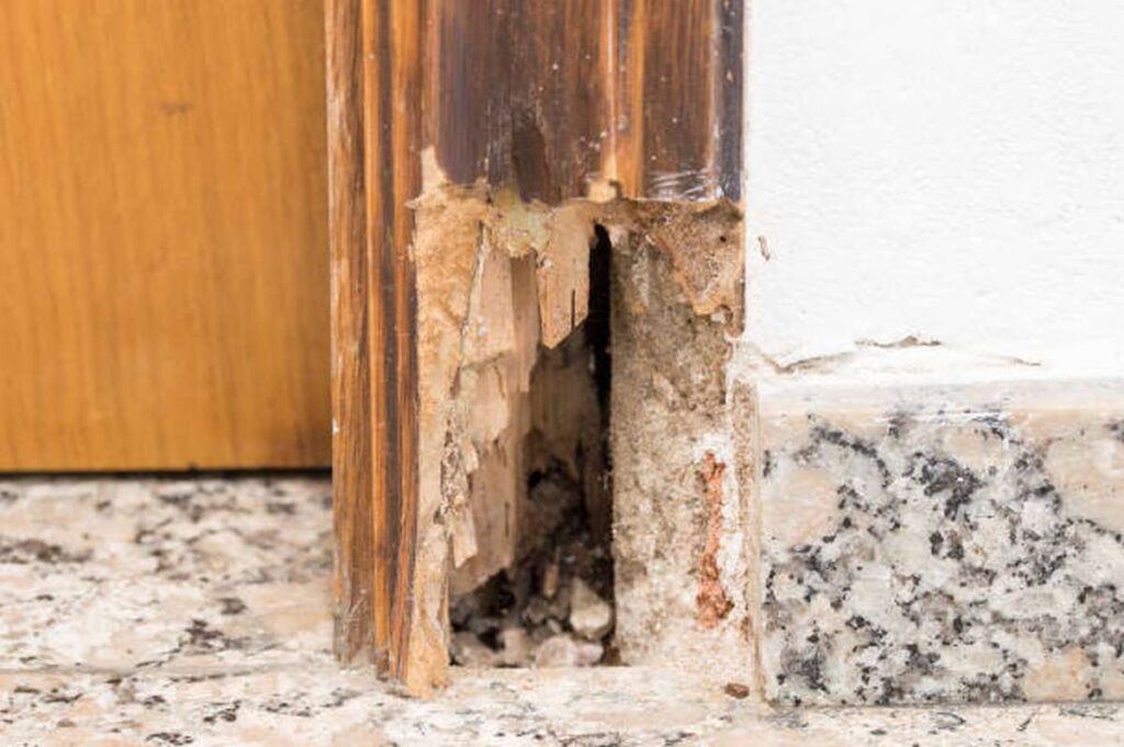 can i treat dry rot myself