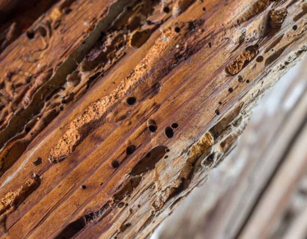 how do you fix rotted timber 2