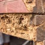 Is Dry Rot Expensive To Fix