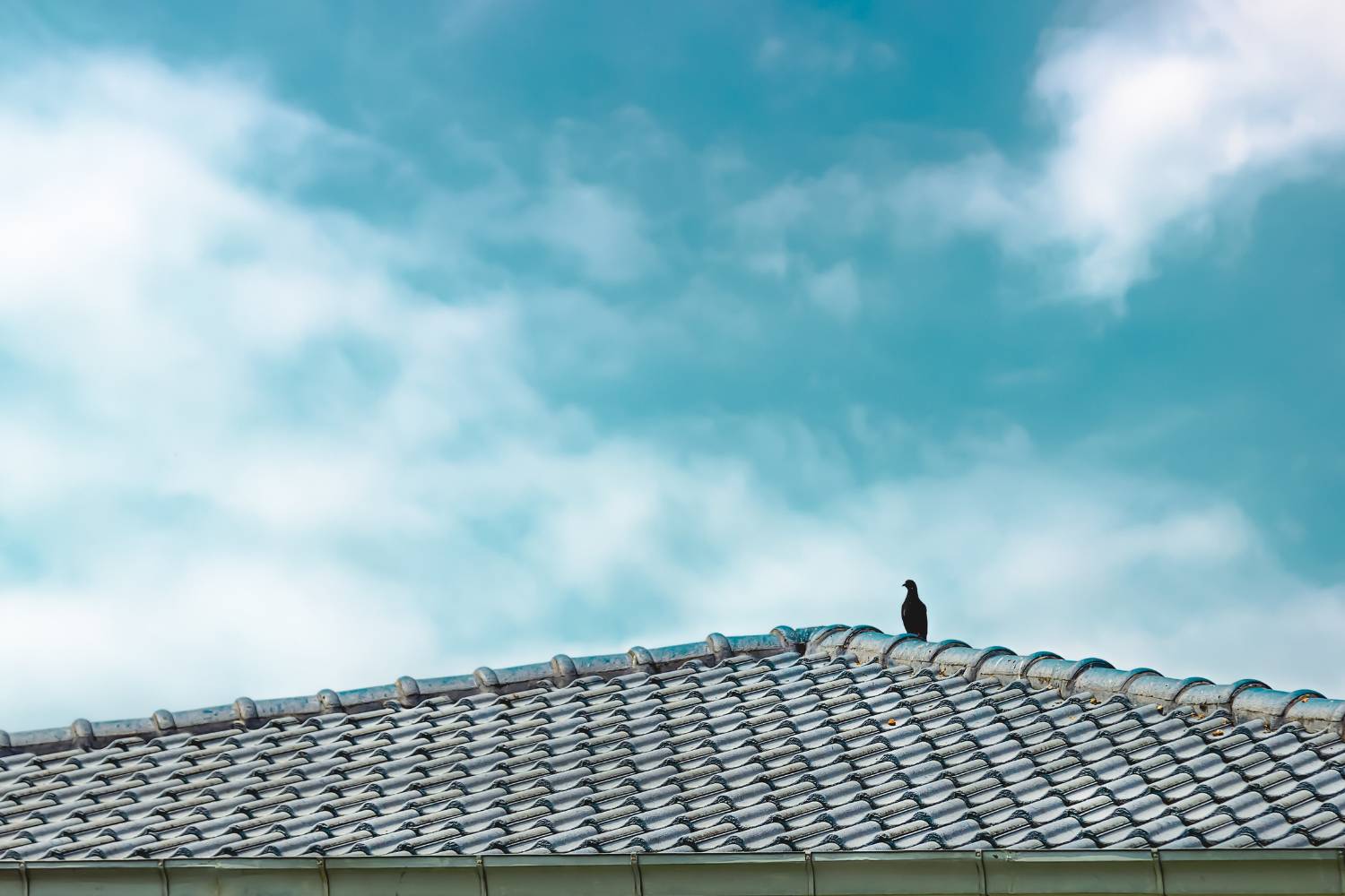 what happens if you ignore roof cleaning 1