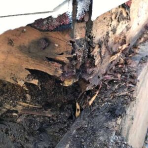 does bleach stop wood rot